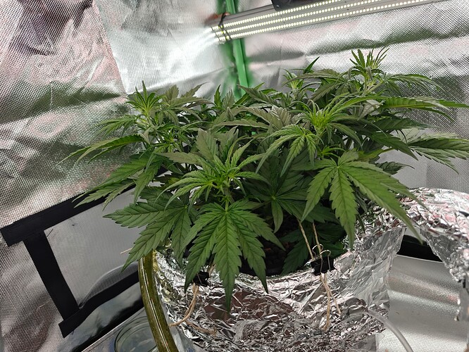 Growreport Bild 32