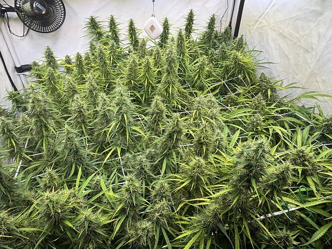Growreport Bild 1