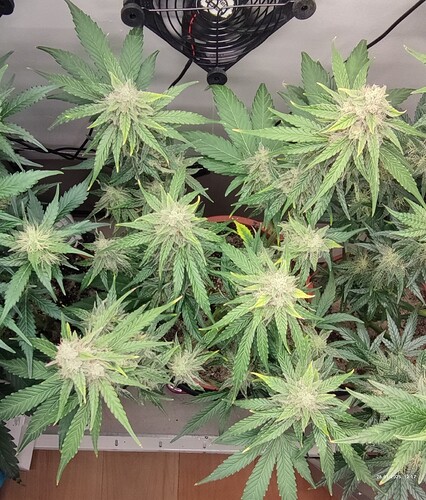 Growreport Bild 1