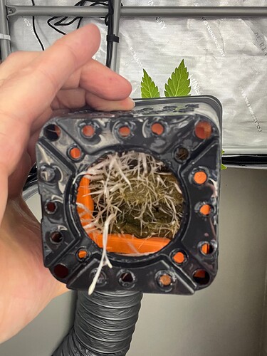 Super_Lemon_Haze2_Wurzeln_2