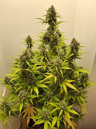 Growreport Bild 186