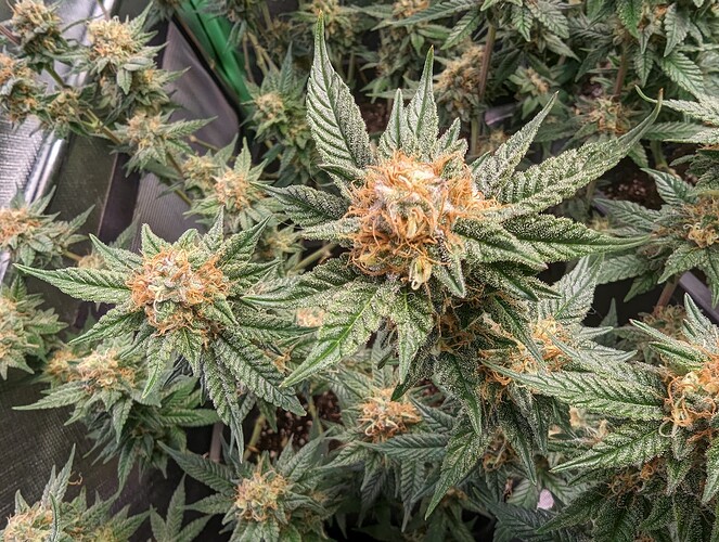 Growreport Bild 3