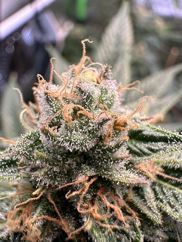 Growreport Bild 13