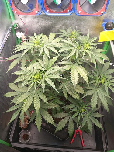 Growreport Bild 1
