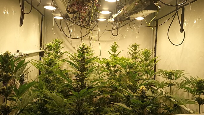 Growreport Bild 43