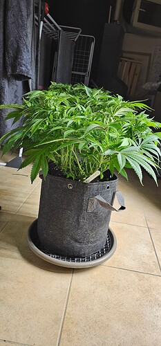 Growreport Bild 1