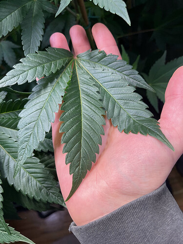 Growreport Bild 4