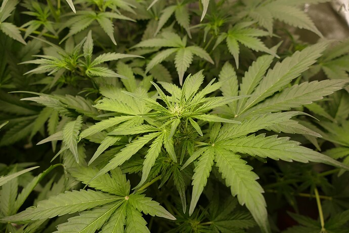 Growreport Bild 14