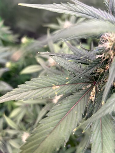 Growreport Bild 6
