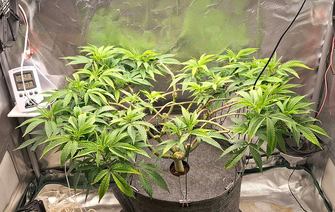 Growreport Bild 15