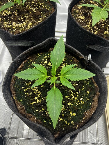 Growreport Bild 11