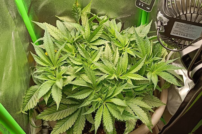 Growreport Bild 7