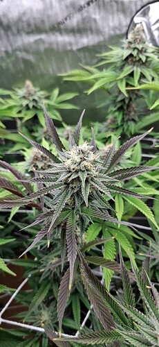 Growreport Bild 9