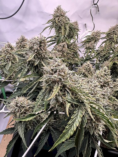 Growreport Bild 5