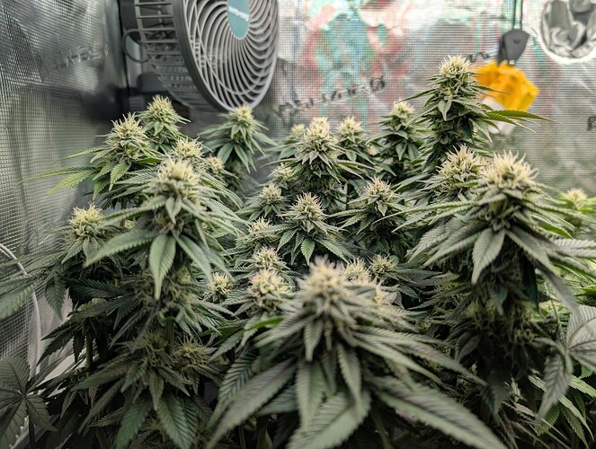 Growreport Bild 7