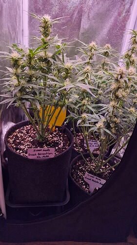 Growreport Bild 3