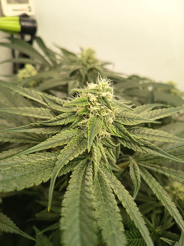 Growreport Bild 13
