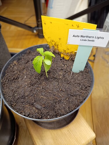 IMG_20240504_195203385