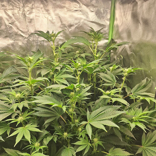 Growreport Bild 4