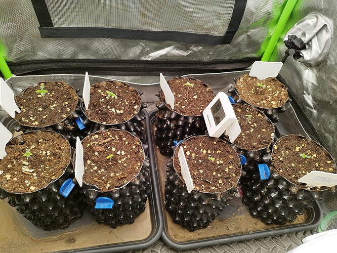 Acht junge Cannabis-Keimlinge in Air-Pots auf einer Anzuchtschale, daneben ein digitales Thermometer.