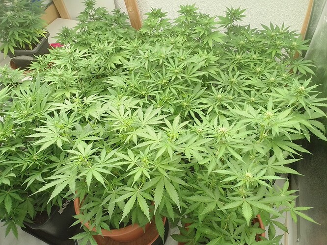 Growreport Bild 1