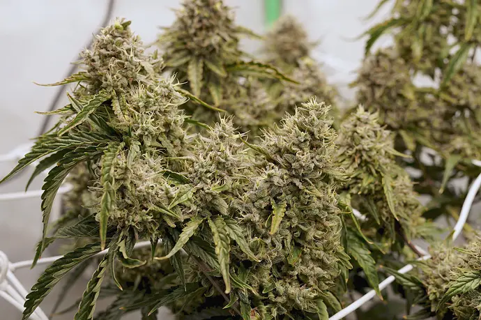 Growreport Bild 12