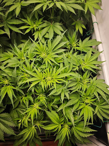 Growreport Bild 34