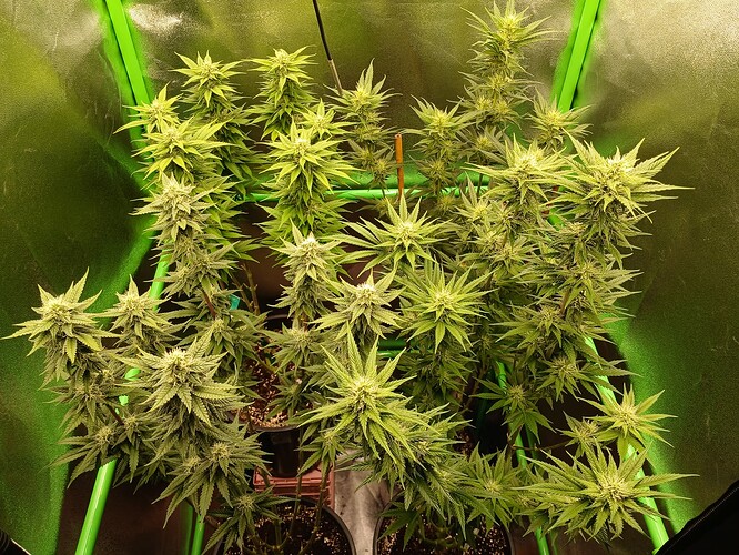 Growreport Bild 3