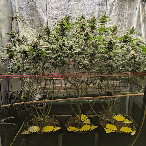 Growreport Bild 7