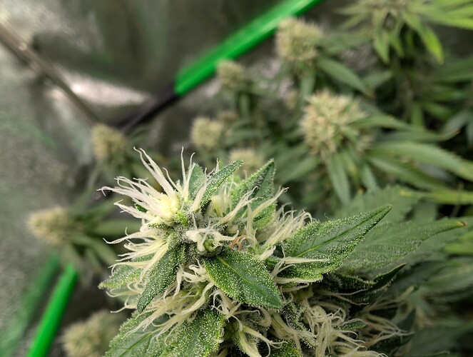 Growreport Bild 14