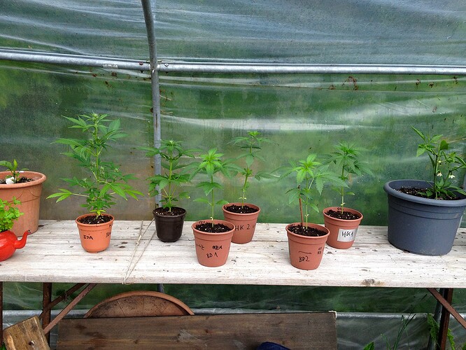 Grow25_0528_1