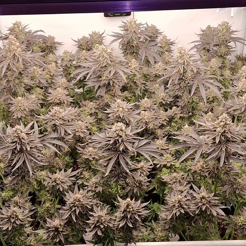 Growreport Bild 46