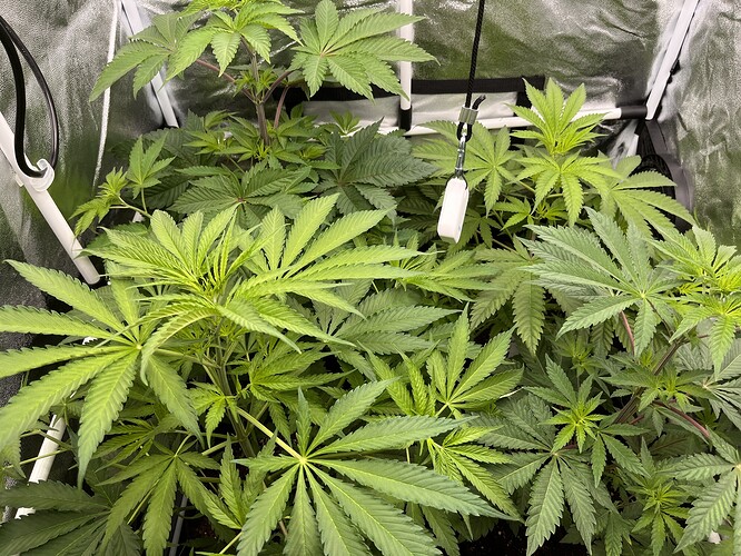 Growreport Bild 8