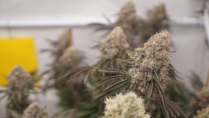 Growreport Bild 6