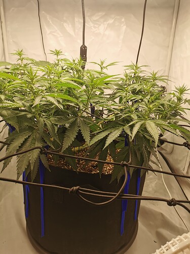 Growreport Bild 8