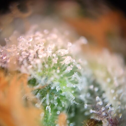 Growreport Bild 18
