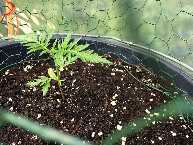 Grow26_0727_08