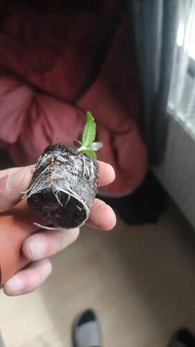 IMG-20250519-WA0054
