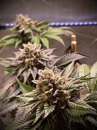 Growreport Bild 5