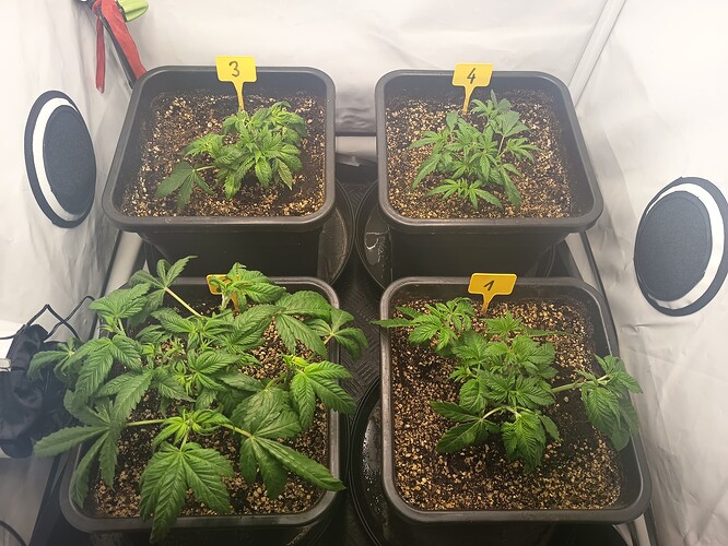 Growreport Bild 3