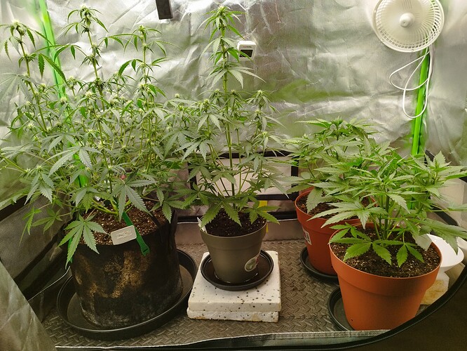 Vier Cannabis-Pflanzen in verschiedenen Wachstumsstadien in einem Growzelt, eine davon mit beginnender Blüte.