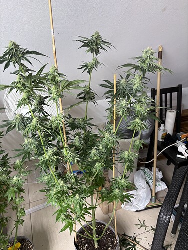 Growreport Bild 30