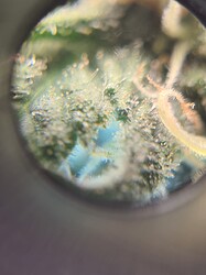 Growreport Bild 9