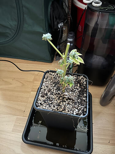 Growreport Bild 9