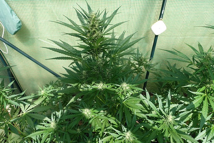 Growreport Bild 8