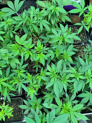 Growreport Bild 4