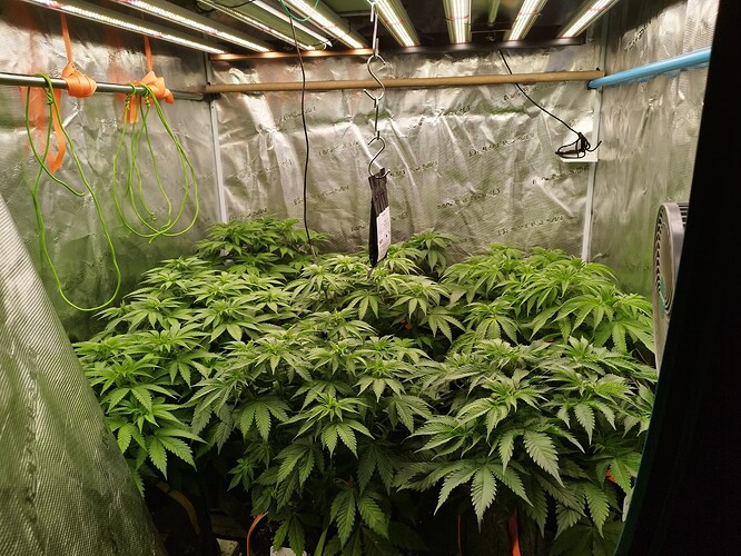 Growreport Bild 3