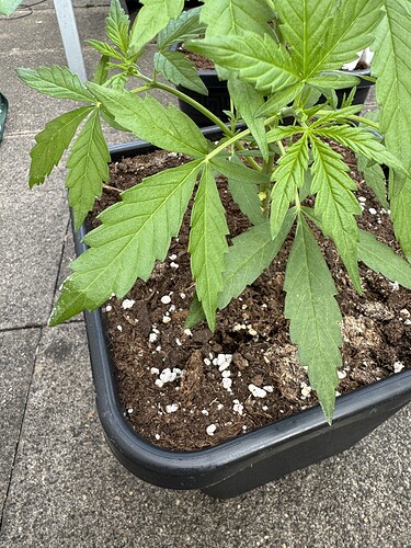 Growreport Bild 9