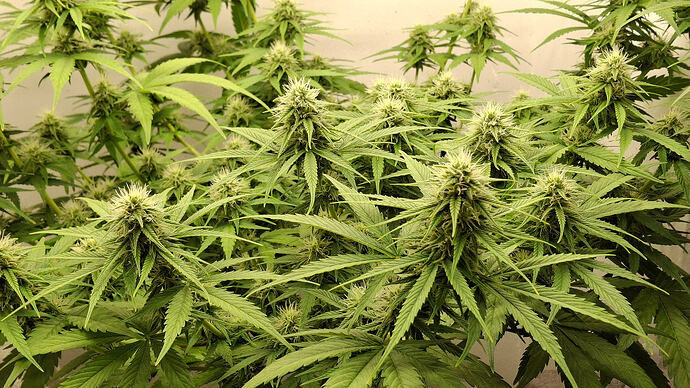 Growreport Bild 275