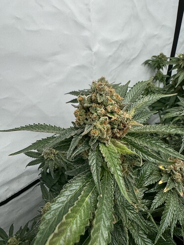Growreport Bild 4